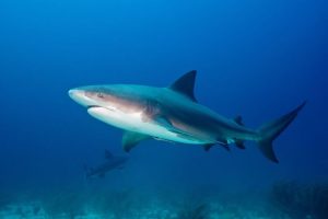 Bull sharks are most common in Sydney Harbor when the water is warm during January and February.