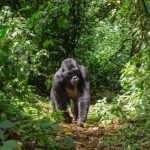 The gorillas who self-medicate and who would be key to finding new treatments