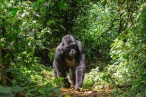 The gorillas who self-medicate and who would be key to finding new treatments