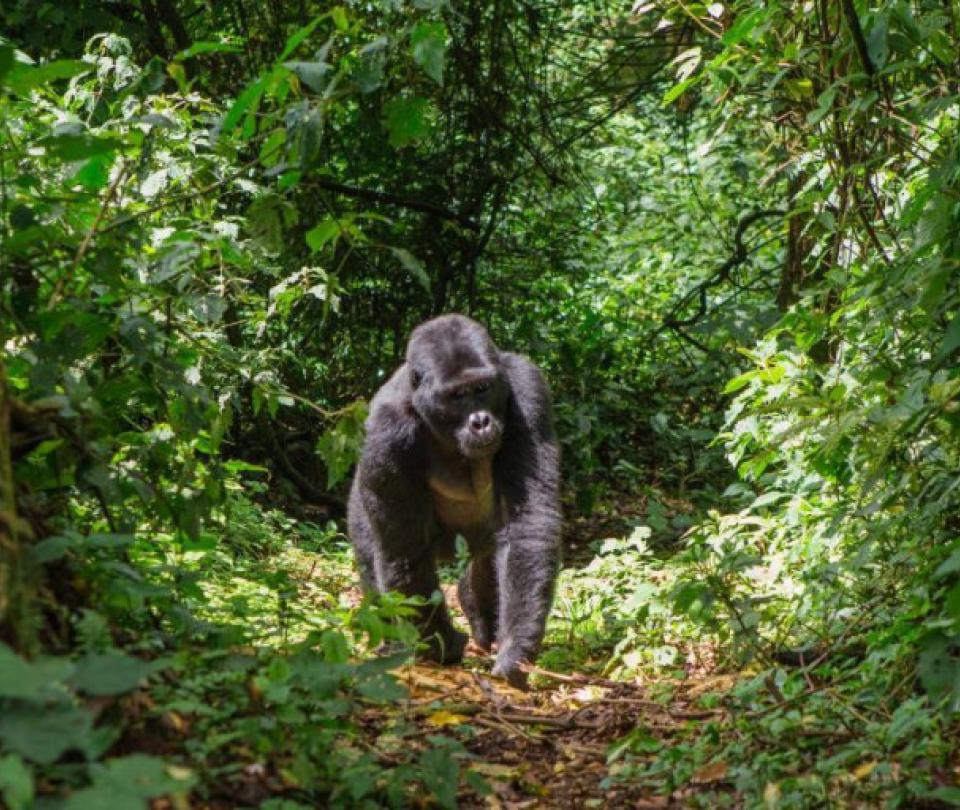 The gorillas who self-medicate and who would be key to finding new treatments