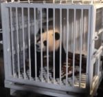 Giant panda Qing Bao is prepared for transfer from a conservation center in China's Sichuan province on October 14, 2024.