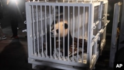 Giant panda Qing Bao is prepared for transfer from a conservation center in China's Sichuan province on October 14, 2024.