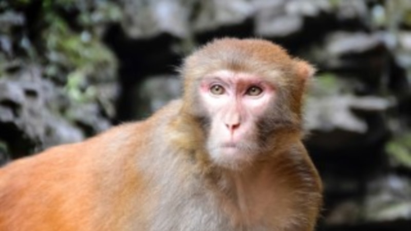 43 monkeys escape from a medical laboratory in South Carolina; "there is almost no risk" say the police