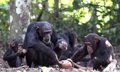 A 'genetic time machine' reveals complex cultures in chimpanzees