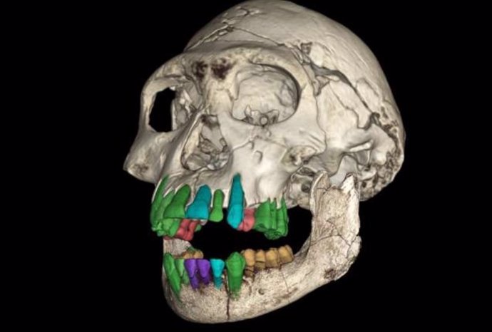 3D reconstruction of the subadult early Homo fossil skull from the Dmanisi site in Georgia.