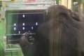 Chimpanzees' computer performance varies if they have an audience