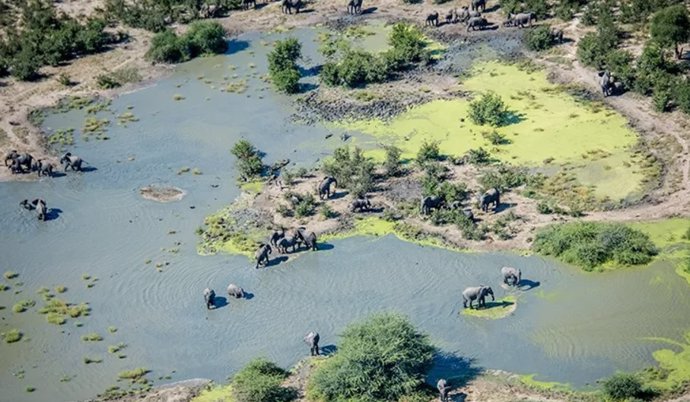 elephant watering hole