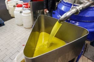 Olive oil flows after being pressed