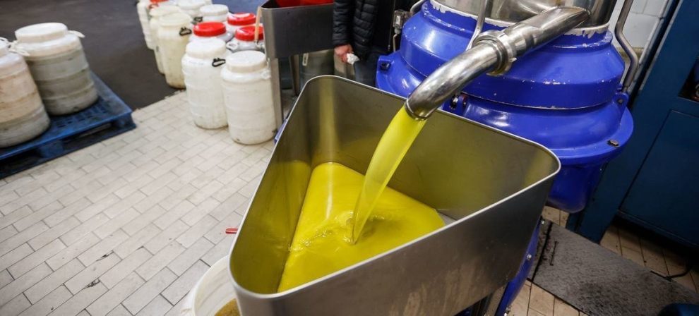 Olive oil flows after being pressed