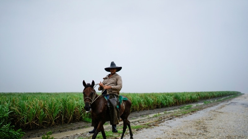 Decline of the sugar industry is a reflection of Cuba's economic crisis