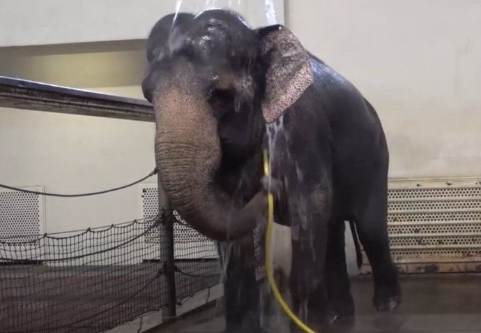 The authors of an article published in Current Biology analyze the use of the hose as a tool and the behavior of elephants when showering.