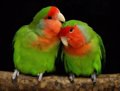 Genetic switch of parrot color diversity revealed