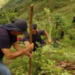 Is coca leaf cultivation expanding?