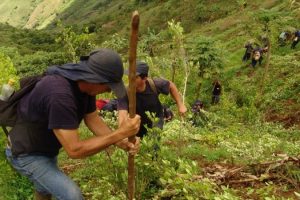 Is coca leaf cultivation expanding?