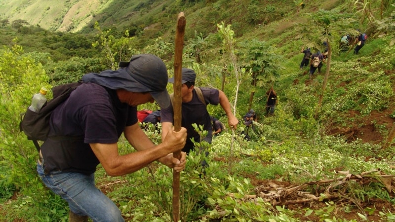 Is coca leaf cultivation expanding?