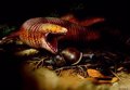 New fossil worm lizard with jaws capable of cracking snails