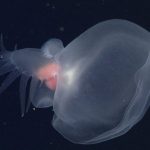 New species of sea slug Bathydevius caudactylus