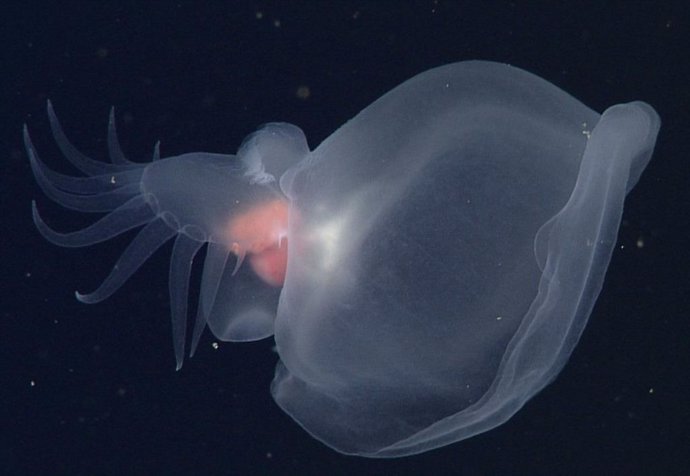 New species of sea slug Bathydevius caudactylus