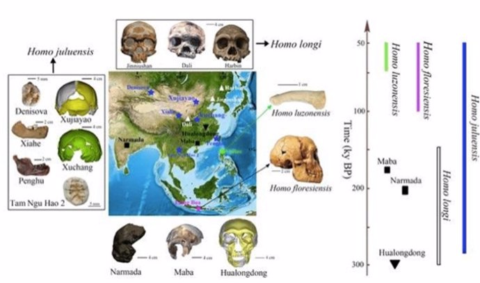 New organization of hominid fossils from East Asia after the discovery of a new species