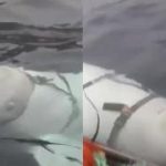 Spy or fugitive whale? The beluga Hvaldimir was able to escape from a base in the Arctic where it was trained by the Russians