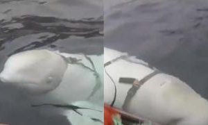 Spy or fugitive whale? The beluga Hvaldimir was able to escape from a base in the Arctic where it was trained by the Russians