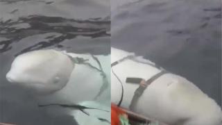 Spy or fugitive whale? The beluga Hvaldimir was able to escape from a base in the Arctic where it was trained by the Russians