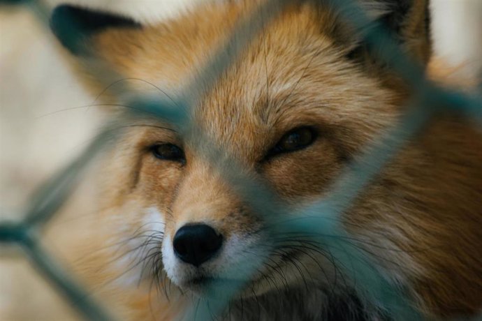 a fox