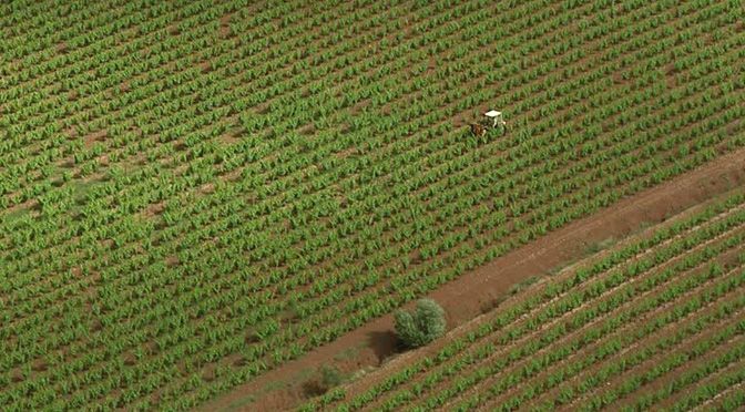 The internationalization of Argentine agriculture and the expansion of Grupo Ruiz in demanding markets