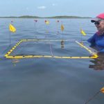 An excavation grid is placed to mark an area of ​​high-density pottery on the sea floor.