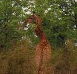 An impossible giraffe discovered in South Africa