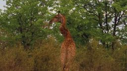 An impossible giraffe discovered in South Africa