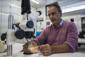 Andrés Link, Colombian biologist and associate professor, studies fossil LT-022 at the Universidad de los Andes.