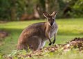 A man is charged with "animal cruelty" after the discovery of about a hundred dead kangaroos in Australia