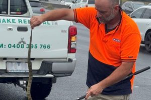 Tim Nanninga of Melbourne Snake Control captures a deadly tiger snake for release on the side of the highway near Melbourne in Australia on November 30, 2024.