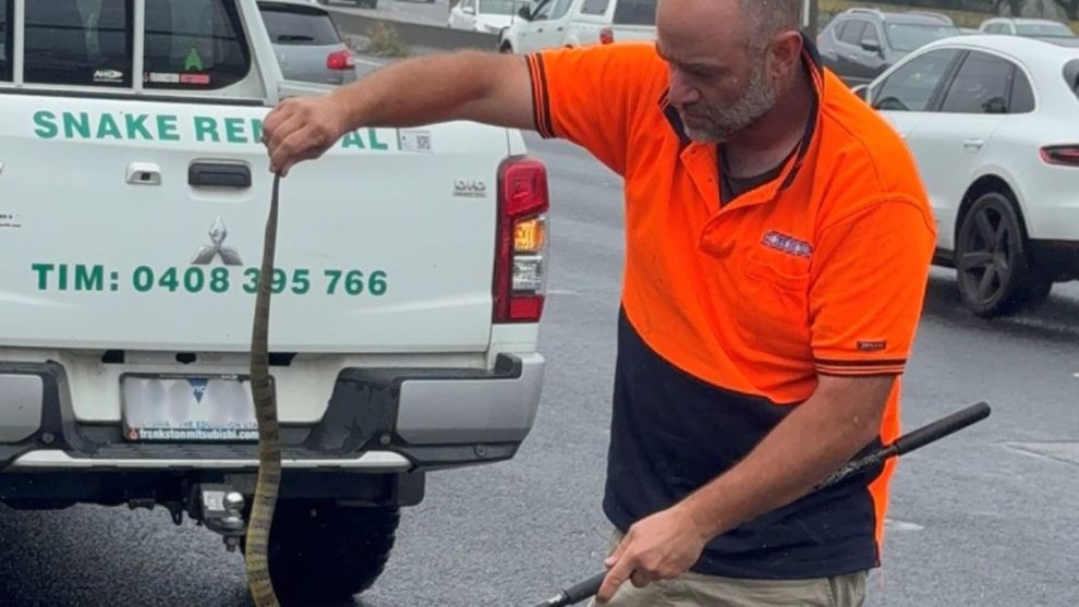 Tim Nanninga of Melbourne Snake Control captures a deadly tiger snake for release on the side of the highway near Melbourne in Australia on November 30, 2024.