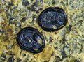 Barely visible fossil insects found in New Zealand