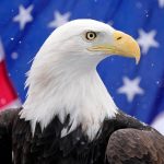 Biden signs bill officially making bald eagle America's national bird