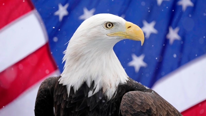 Biden signs bill officially making bald eagle America's national bird