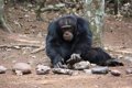 Chimpanzees show behaviors that led humans to success