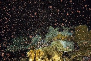 Coral spawning in Palau