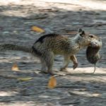 A California ground squirrel in Conta Costa County runs with a vole it caught in its mouth