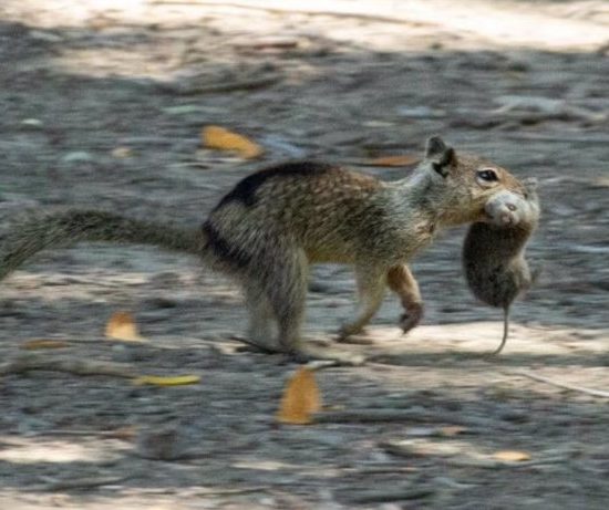 A California ground squirrel in Conta Costa County runs with a vole it caught in its mouth