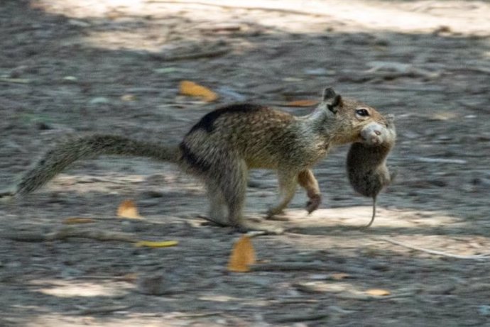 A California ground squirrel in Conta Costa County runs with a vole it caught in its mouth