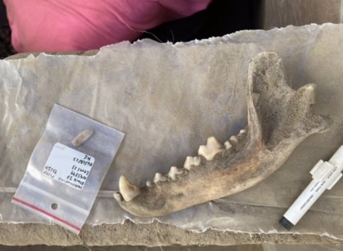 Researchers unearthed the jawbone at a site called Hollembaek Hill, south of Delta Junction, where archaeologists have conducted research in collaboration with local tribes for nearly a century.