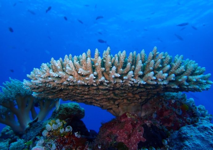 The heat-sensitive Acropora corymbous corals were the focal coral taxon for this study.