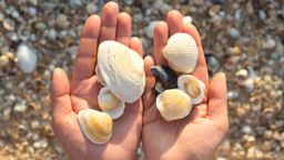 Why you shouldn't collect shells on the beach