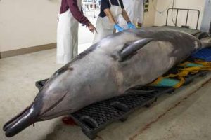 New Zealand scientists dissect the world's rarest whale