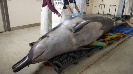 New Zealand scientists dissect the world's rarest whale