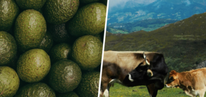 While avocado continues to cause problems in the south of Spain, a region is proposed as an alternative: Asturias