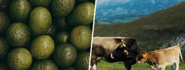 While avocado continues to cause problems in the south of Spain, a region is proposed as an alternative: Asturias